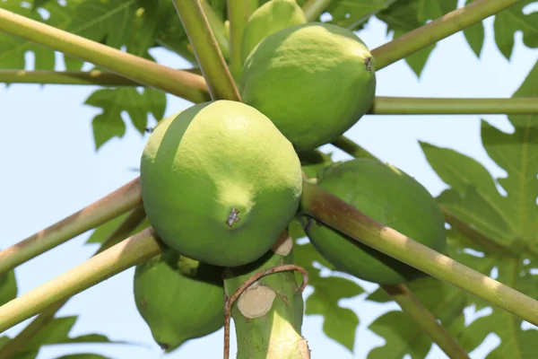 Bir Şirkette Ağaçta Yetişen Çiğ Yeşil Papayaların Yakın Çekimi — Stok fotoğraf