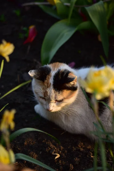 Vertical Shot Cat Lying Sunlight Garden — Stok fotoğraf