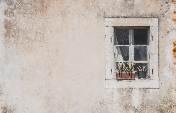 Closeup Shot Old Window Plants Wall Backgrou — Stockfoto