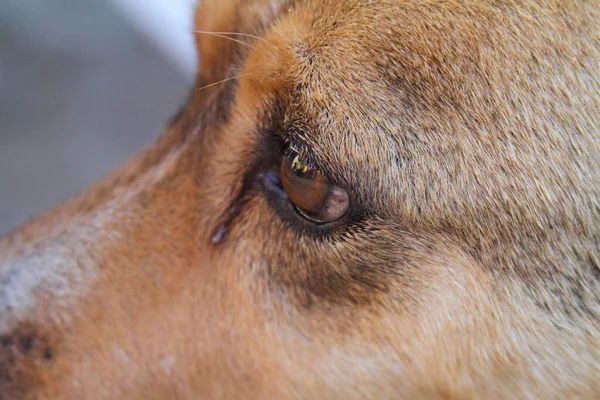 Een Close Van Bruine Hond Oog — Stockfoto