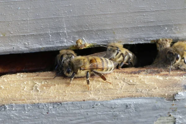 阳光灿烂的一天 蜜蜂走进蜂房的宏观照片 — 图库照片