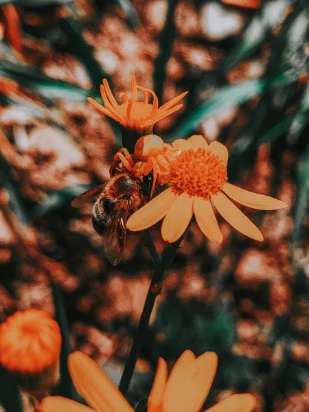 Selektywny Strzał Ostrości Pszczoły Zbierającej Nektar Kwiatu Pomarańczy — Zdjęcie stockowe