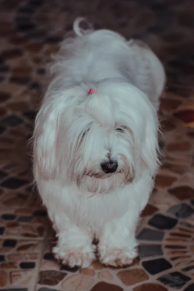 Een Verticaal Schot Van Een Maltese Hond Liggend Vloer — Stockfoto