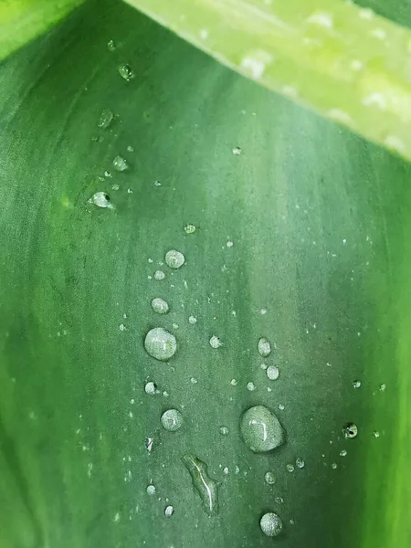 Macro Shot Water Drops Fresh Green Leaf — Stock Photo, Image