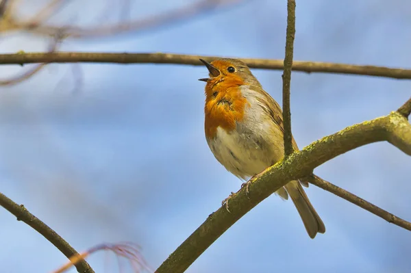 Closeup Singing European Robin Perched Tree Branch Sunlight — Stock fotografie