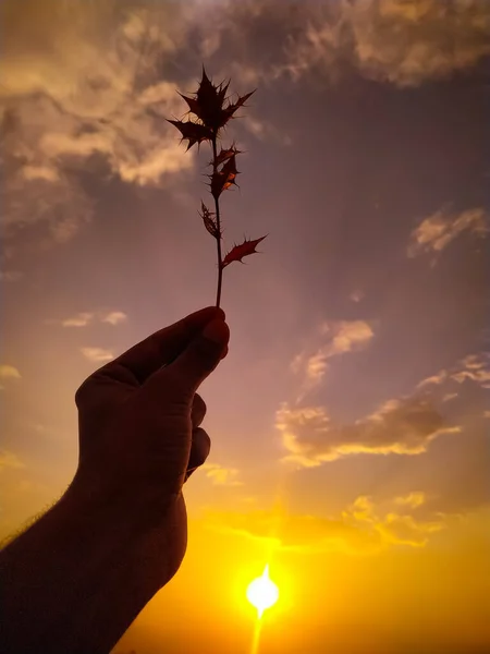 Вертикальний Знімок Силуету Руки Тримає Рослину Квітковим Листям Під Час — стокове фото