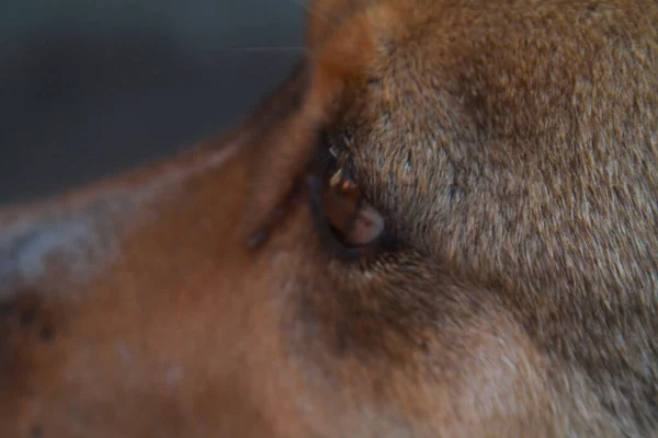 Een Close Van Bruine Hond Oog — Stockfoto