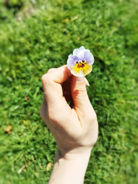 Uma Mão Feminina Segurando Bichano Jardim — Fotografia de Stock