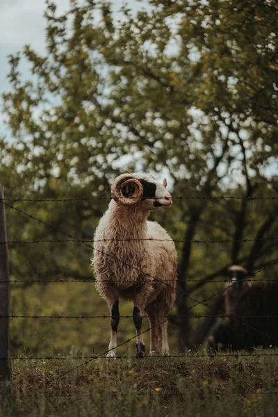 在铁丝网篱笆后面的农场上的一帧垂直的羊 — 图库照片