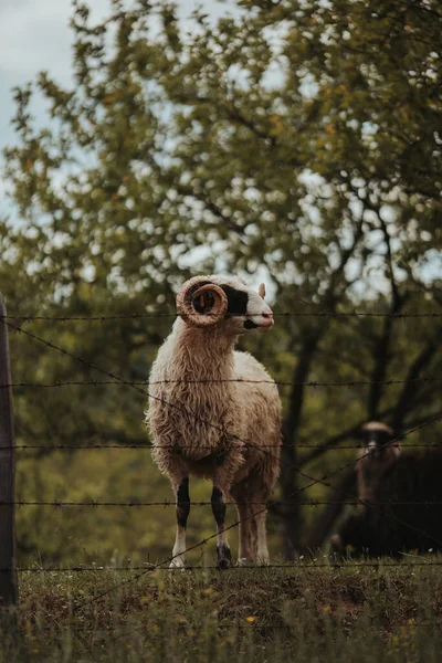 Tiro Vertical Ovejas Una Granja Detrás Una Cerca Alambre Púas —  Fotos de Stock