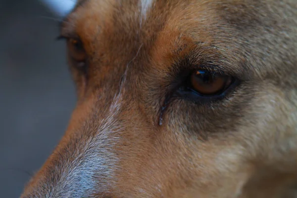 Een Close Van Bruine Hond Oog — Stockfoto