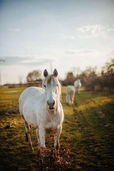 White Domestic Horse Grazing Field — Stock Photo, Image