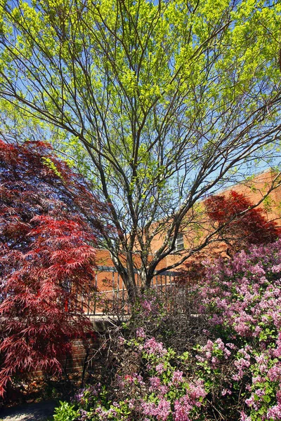 Plano Vertical Coloridas Flores Árboles Primavera — Foto de Stock