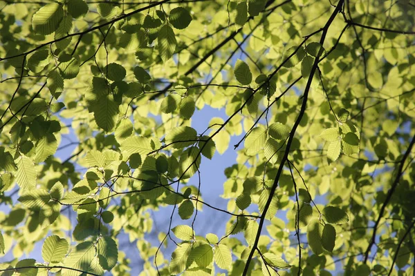 Tiro Ángulo Bajo Ramas Árbol Verdes Sobre Fondo Cielo Azul — Foto de Stock
