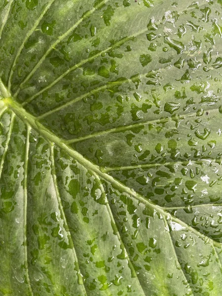 Függőleges Közelkép Egy Széles Zöld Trópusi Levél Vízcseppekkel Rajta Textúra — Stock Fotó