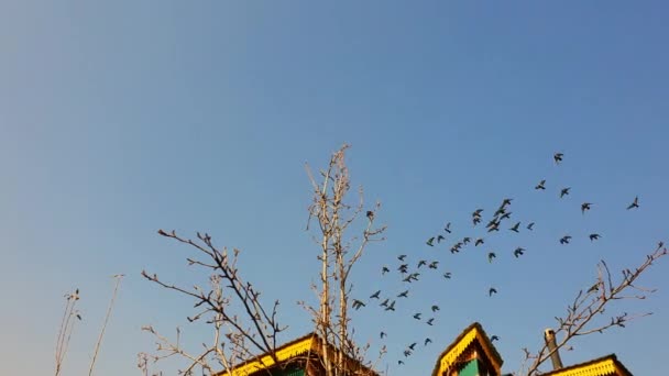 鳥は家や植物の上に青空の下で飛んでいる 鳩は流れの中で飛ぶために翼を広げている — ストック動画