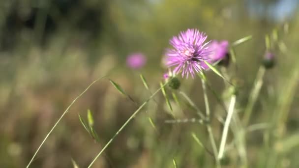 Belles Fleurs Poussant Dans Jardin Printemps Jour Ensoleillé — Video