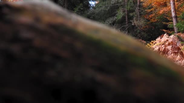 Primo Piano Verticale Bellissimi Alberi Nella Foresta Indossando Colori Autunnali — Video Stock