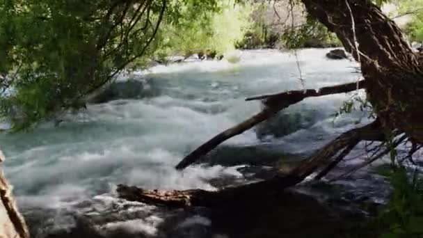 Pittoresk Utsikt Över Snabb Bäck Som Rinner Skogen Solig Dag — Stockvideo