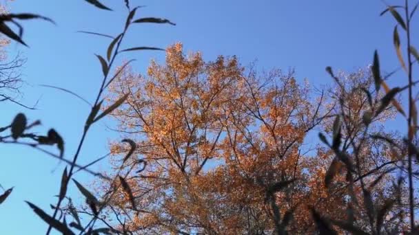 Μια Κάθετη Κοντινή Λήψη Όμορφων Δέντρων Στο Δάσος Φθινοπωρινά Χρώματα — Αρχείο Βίντεο