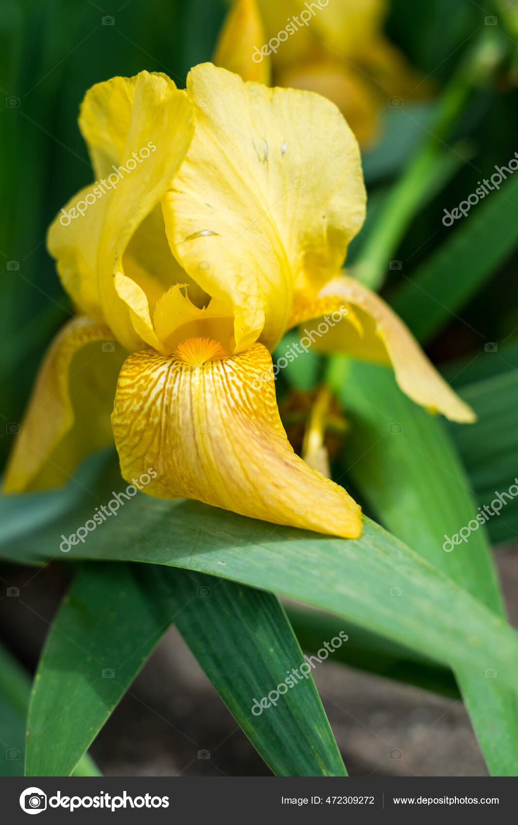 Plano Vertical Delicada Flor Amarilla Del Iris Sobre Fondo Hierba: fotografía de stock © Wirestock #472309272 | Depositphotos Plano Vertical Delicada Flor Amarilla Del Iris Sobre Fondo Hierba: fotografía de stock © Wirestock #472309272 | Depositphotos