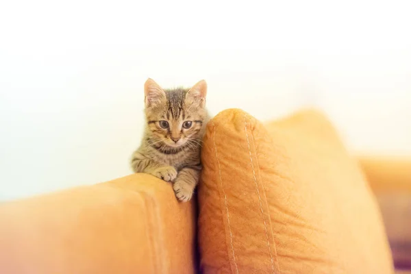 Ein Entzückendes Gestreiftes Kätzchen Sitzt Auf Einem Braunen Sofa Mit — Stockfoto