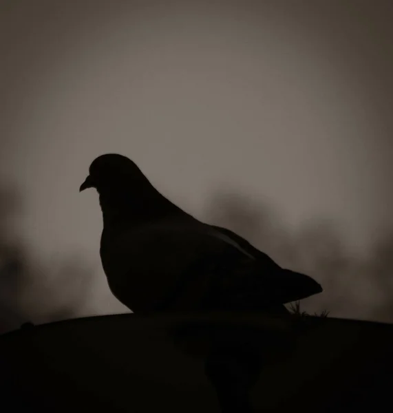 Closeup Pigeon Silhouette Ground Blurred Background — Stock Photo, Image