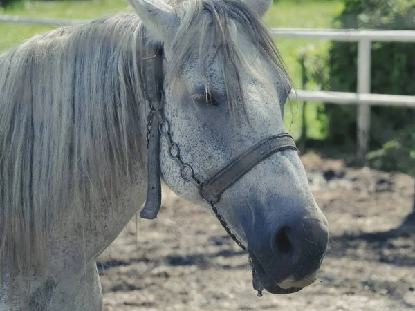 屋外に手綱を持つ白い馬の浅い焦点 — ストック写真