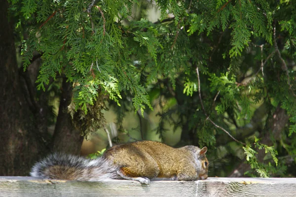 Nahaufnahme Eines Eichhörnchens Das Auf Einem Holzbrett Ruht — Stockfoto