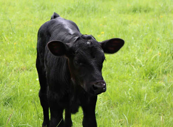 Een Zwarte Angus Kalf Het Veld — Stockfoto