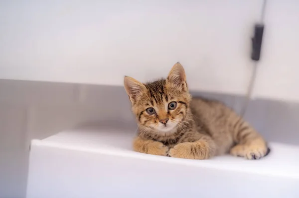 Een Selectieve Focus Shot Van Een Schattige Gestreepte Kitten Liggend — Stockfoto
