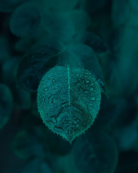 Closeup Shot Green Leaf Dew — Stock Photo, Image