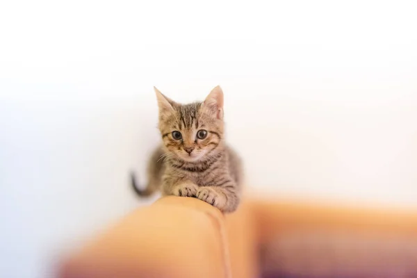 Ein Entzückendes Gestreiftes Kätzchen Mit Aufmerksamem Blick Sitzt Auf Einem — Stockfoto