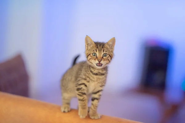茶色のソファの上に立つ愛らしい子猫の選択的フォーカスショット — ストック写真