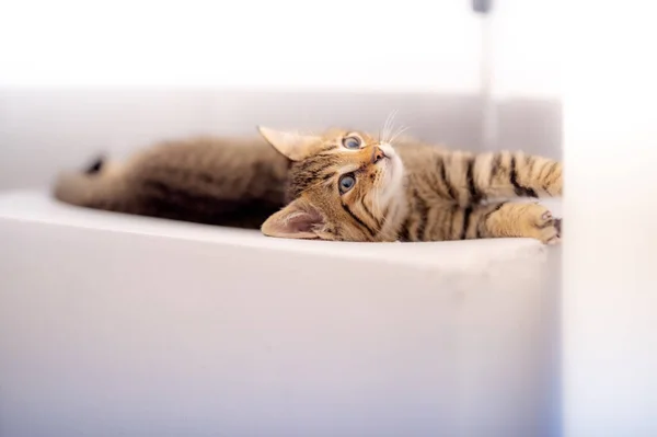 Beyaz Kanepede Uzanmış Sevimli Çizgili Bir Kedi Yavrusunun Seçici Odak — Stok fotoğraf