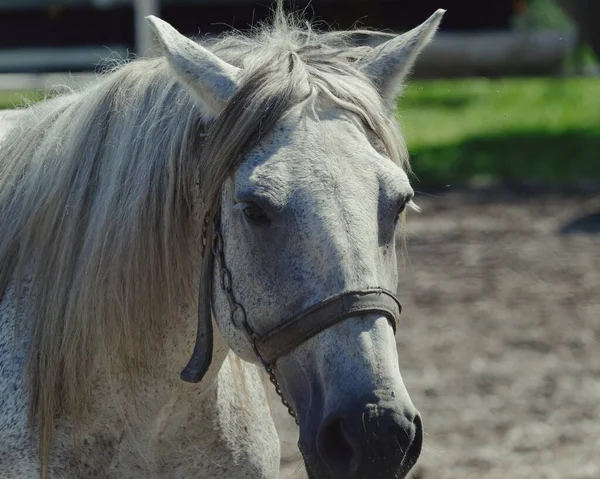 Une Mise Point Peu Profonde Cheval Blanc Avec Les Rênes — Photo