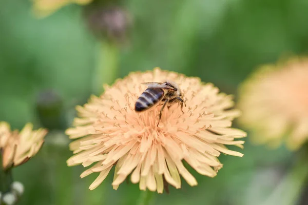 Een Prachtig Shot Van Een Bee Verzamelend Stuifmeel Een Gele — Stockfoto