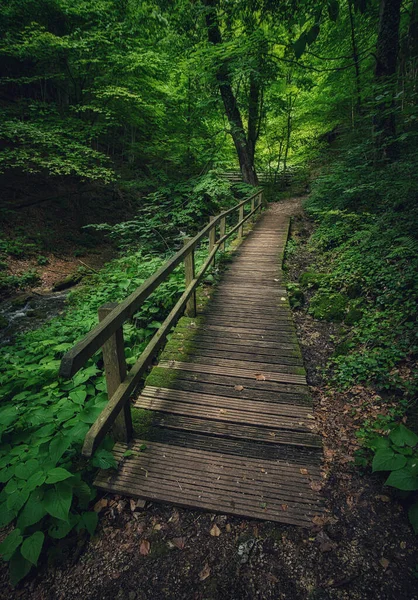 Vertical Shot Wooden Pathway Fence Dense Forest — Stock Photo, Image