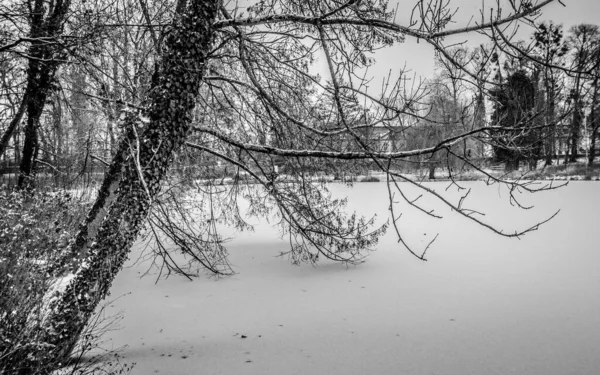 Нахилене Дерево Парку Снігу — стокове фото