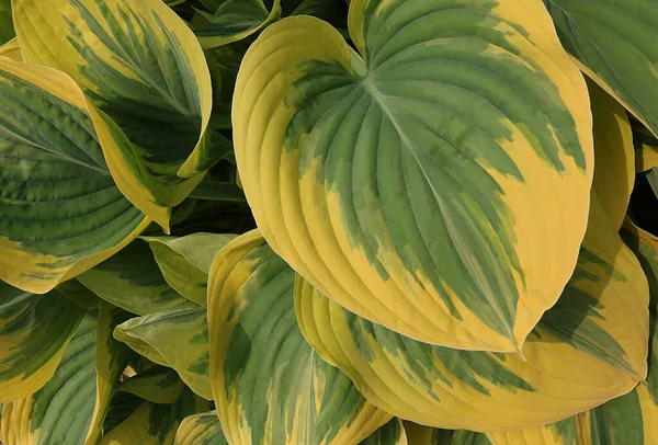 Las Hojas Verdes Plantain Lirios Con Esquinas Amarillentas Cultivadas Jardín —  Fotos de Stock