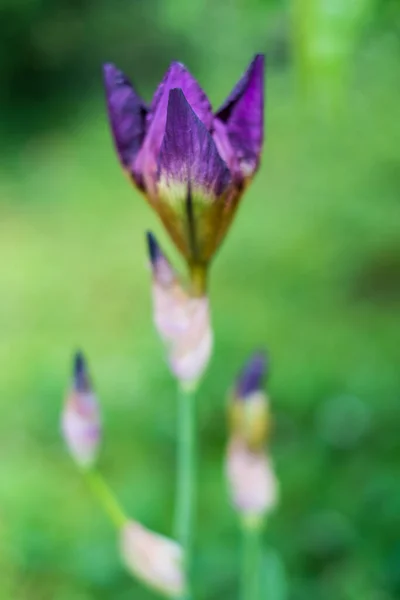 在朦胧的草丛背景上 一缕淡紫色虹膜的垂直照片 — 图库照片