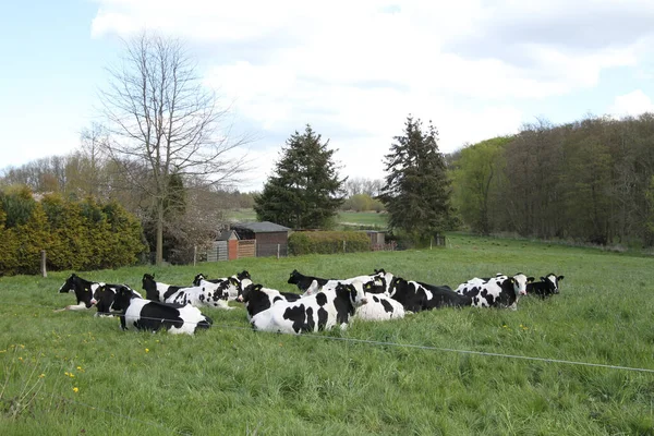 Uma Manada Vacas Pretas Brancas Sentadas Grama Verde Fazenda — Fotografia de Stock