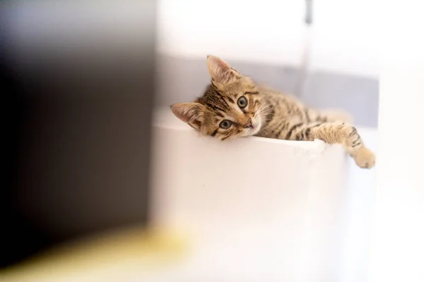 Selective Focus Shot Adorable Striped Kitten Lying White Sofa — Stock Photo, Image