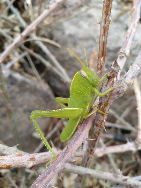 Piccolo Grillo Verde Ramo Albero Spinoso — Foto Stock