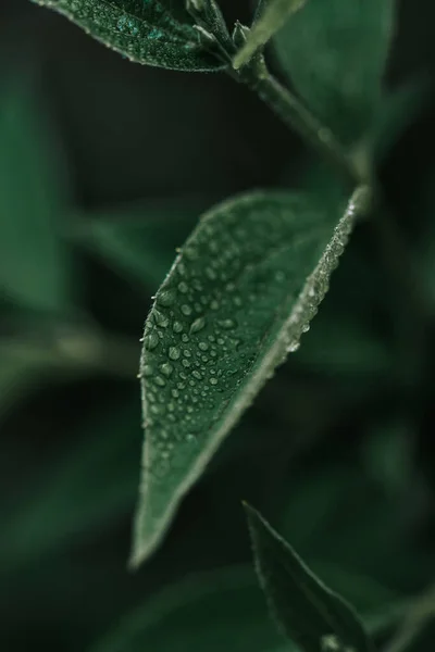 Las Hojas Frescas Brillantes Verdes Planta Con Las Gotas Rocío — Foto de Stock