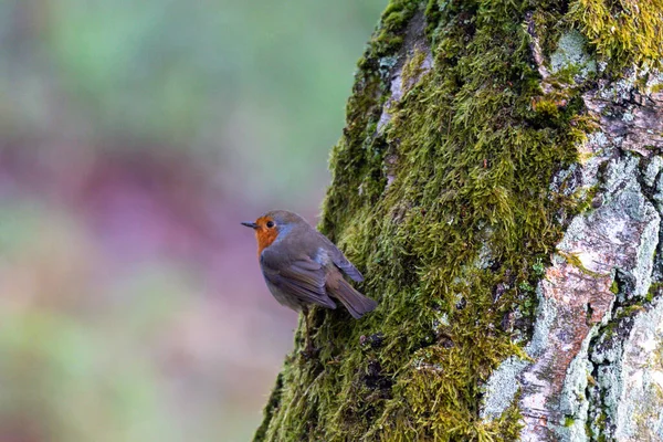 Primer Plano Petirrojo Europeo Árbol Cubierto Musgo — Foto de Stock