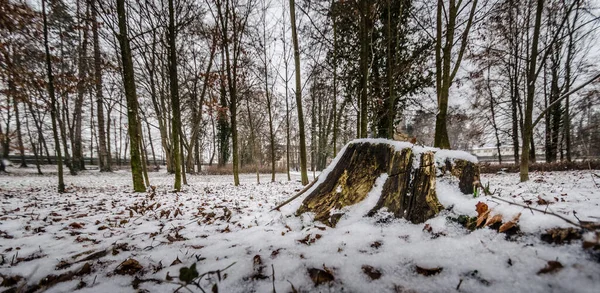 Ένα Κομμένο Κορμό Δέντρου Που Καλύπτεται Από Χιόνι Χειμώνα — Φωτογραφία Αρχείου