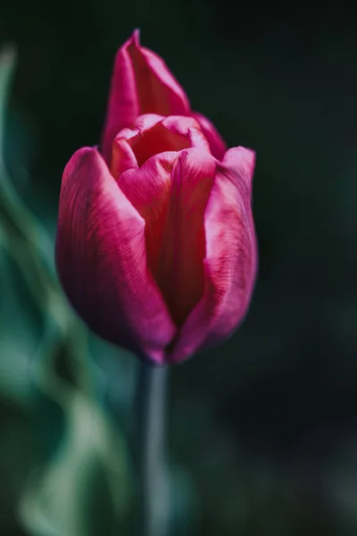 Μια Κάθετη Λήψη Μιας Όμορφης Ροζ Τουλίπας Έναν Κήπο — Φωτογραφία Αρχείου