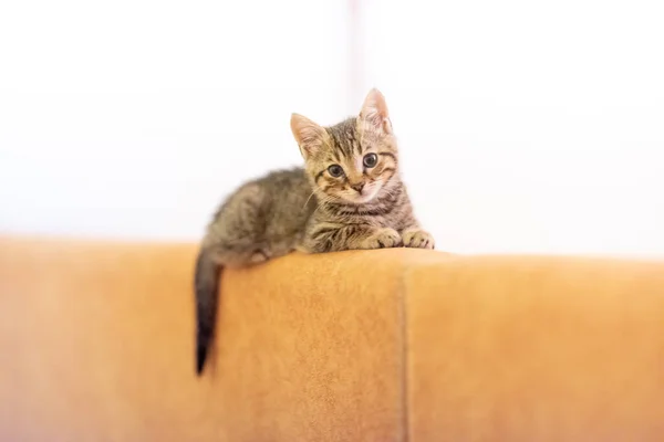 Adorable Striped Kitten Attentive Look Sitting Brown Sofa — Stock Photo, Image