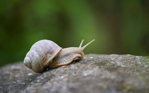 Primo Piano Una Piccola Lumaca Sulla Pietra — Foto Stock